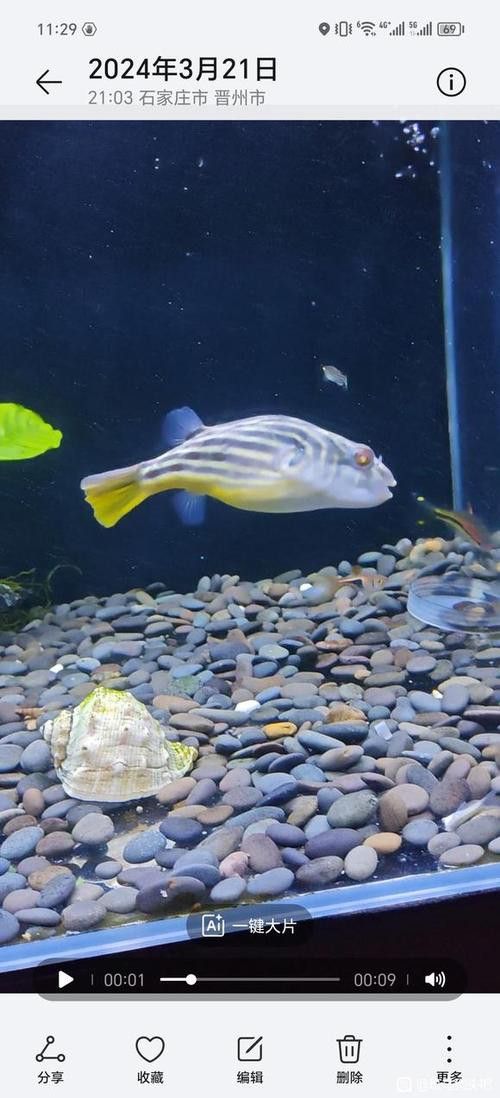 斑馬狗頭可以和恐龍魚混養(yǎng)嗎圖片視頻