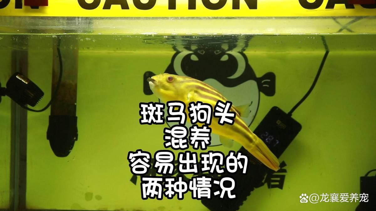 斑馬狗頭可以和恐龍魚混養(yǎng)嗎圖片視頻