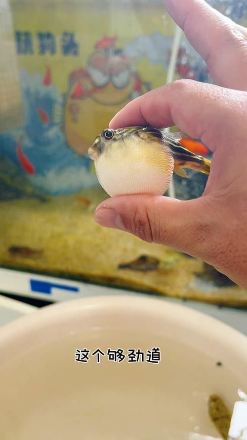 斑馬狗頭可以和恐龍魚混養(yǎng)嗎圖片視頻