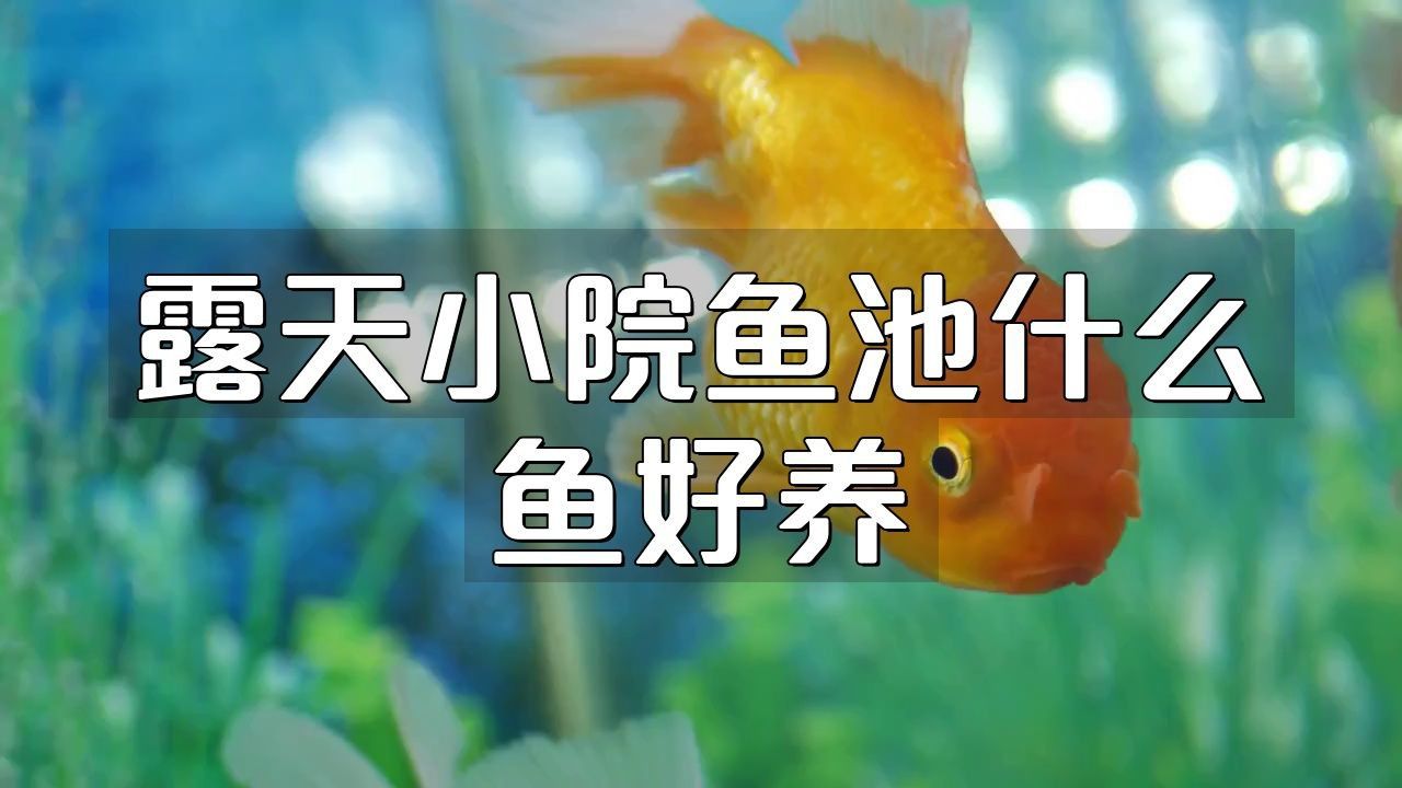 露天水缸適合養什么魚