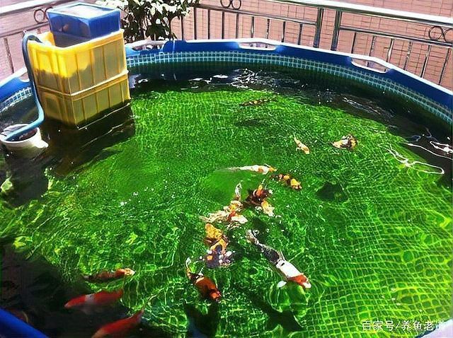 露天水缸適合養什么魚