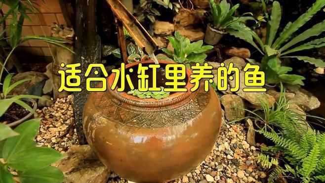 露天水缸適合養什么魚