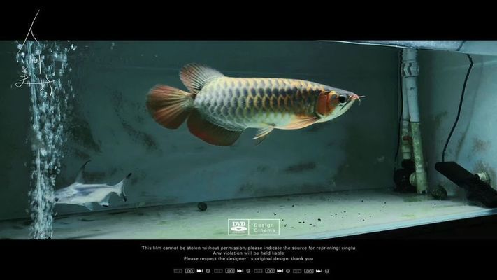 怎么樣讓龍魚狀態(tài)變好視頻：如何提高龍魚的生活品質(zhì)
