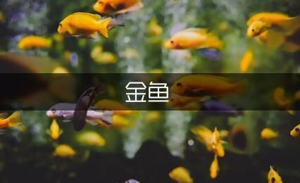 金龍魚的贊美詞語，金龍魚品種介紹