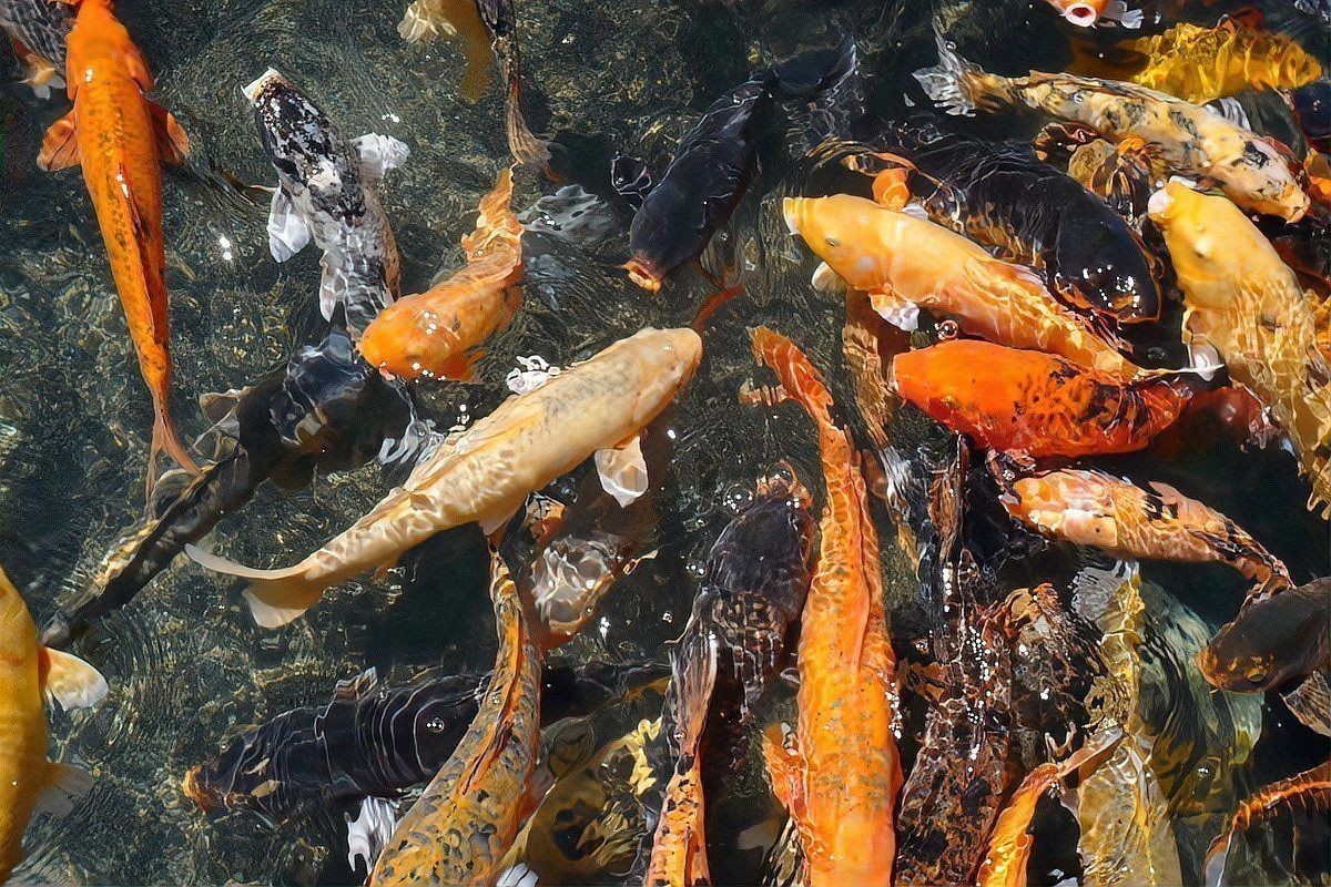 錦鯉魚飼料排名前十名