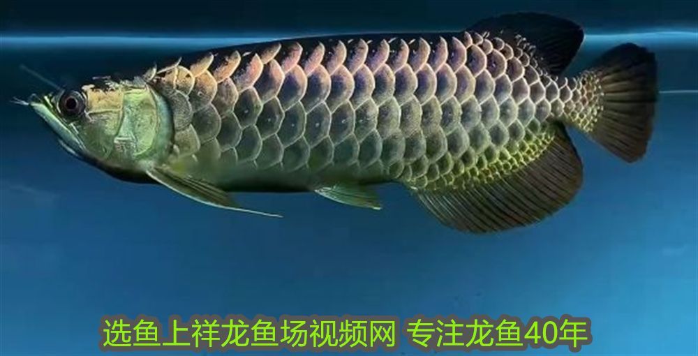 養金龍魚違法嗎知乎：養金龍魚違法嗎？法律、生態與倫理的探討
