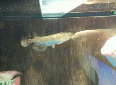 藍(lán)紋金龍魚(yú):藍(lán)紋金龍魚(yú)是一種美麗的觀賞魚(yú) 龍魚(yú)百科 第1張 藍(lán)紋金龍魚(yú):藍(lán)紋金龍魚(yú)是一種美麗的觀賞魚(yú) 藍(lán)紋金龍魚(yú):藍(lán)紋金龍魚(yú)是一種美麗的觀賞魚(yú) 龍魚(yú)百科 第1張