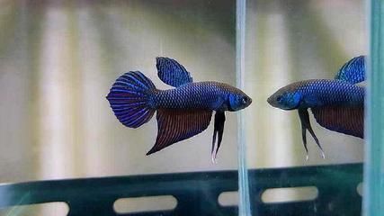 藍(lán)紋金龍魚(yú)：藍(lán)紋金龍魚(yú)是一種美麗的觀賞魚(yú) 藍(lán)紋金龍魚(yú)：藍(lán)紋金龍魚(yú)是一種美麗的觀賞魚(yú) 龍魚(yú)百科 第3張