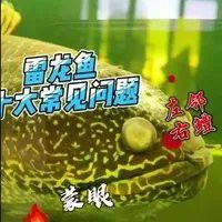 如何預防雷龍魚眼睛外凹？