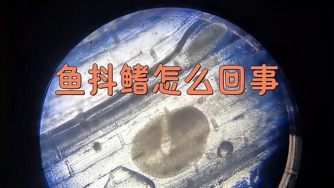 龍魚抖鰭的原因有哪些？