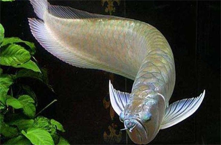 銀龍魚咬銀龍魚什么意思啊