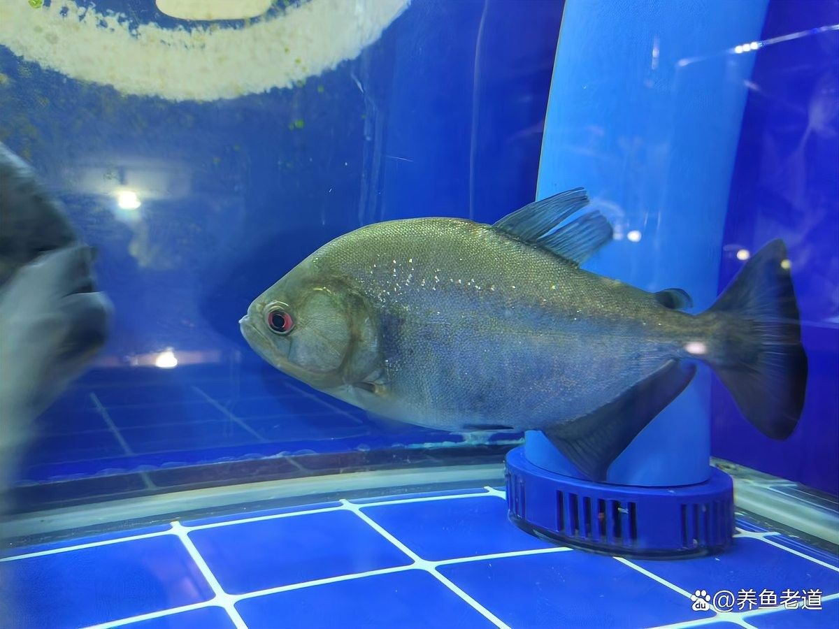 銀龍魚咬銀龍魚什么意思啊