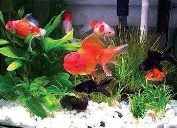 屬龍人可以養魚嗎為什么：屬龍人可以養魚的幾個原因