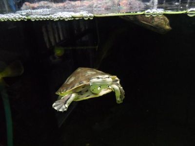 能放在龍魚缸里養的龜（哪些龜適合與龍魚混養？）