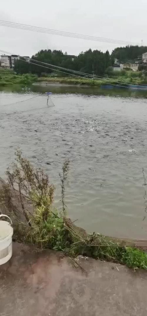 廣元龍魚專賣店