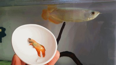 龍魚跟金魚可以一起養嗎，龍魚與金魚混養的風險，如何監測魚缸水質變化