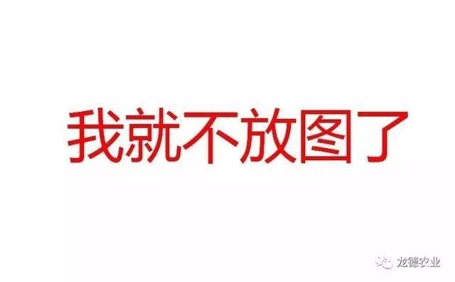 龍魚不吃魚蝦只吃面包蟲怎么辦
