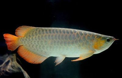 家庭養銀龍魚好嗎【家庭養殖銀龍魚的注意事項】