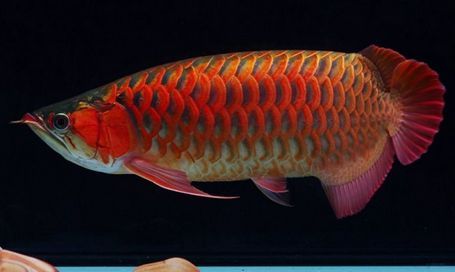 家庭養銀龍魚好嗎【家庭養殖銀龍魚的注意事項】