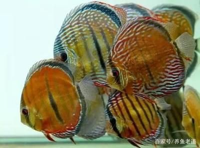 龍魚吃七彩嗎（龍魚和七彩魚可以混養(yǎng)嗎）