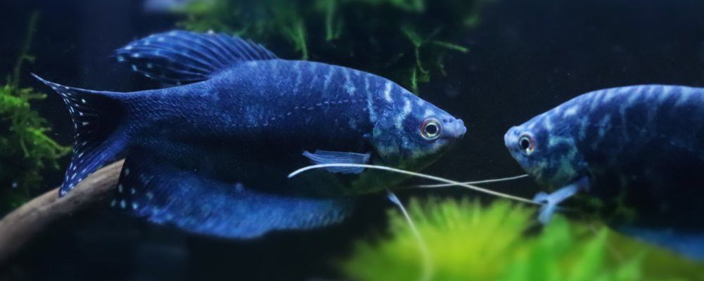 小龍魚苗會被大鸚鵡魚打嗎怎么辦：小龍魚苗會被大鸚鵡魚打嗎