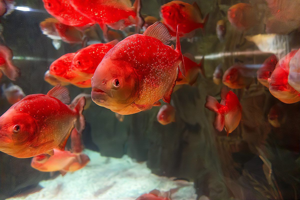紅龍魚繁殖需要多大的水族箱？