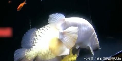 金龍魚哪個顏色最好看的魚：金龍魚哪個顏色最好看