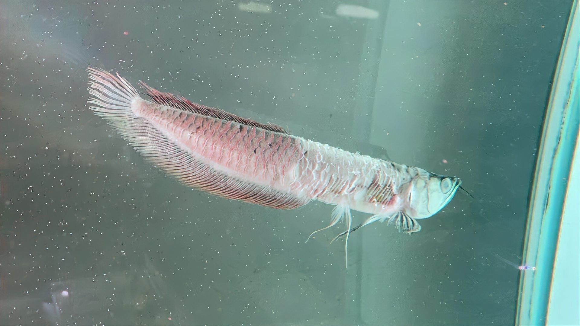 銀龍魚死亡是什么樣