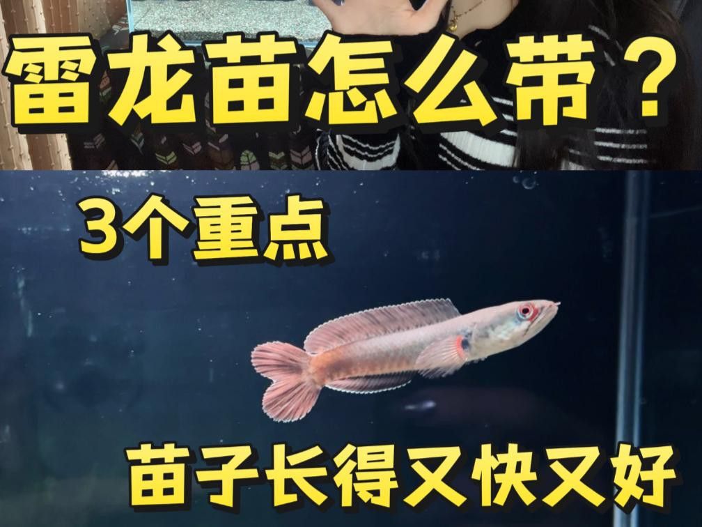 如何選擇健康的雷龍魚苗