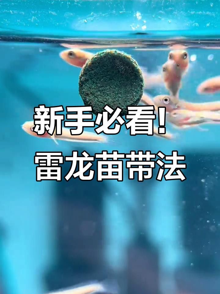 如何選擇健康的雷龍魚苗