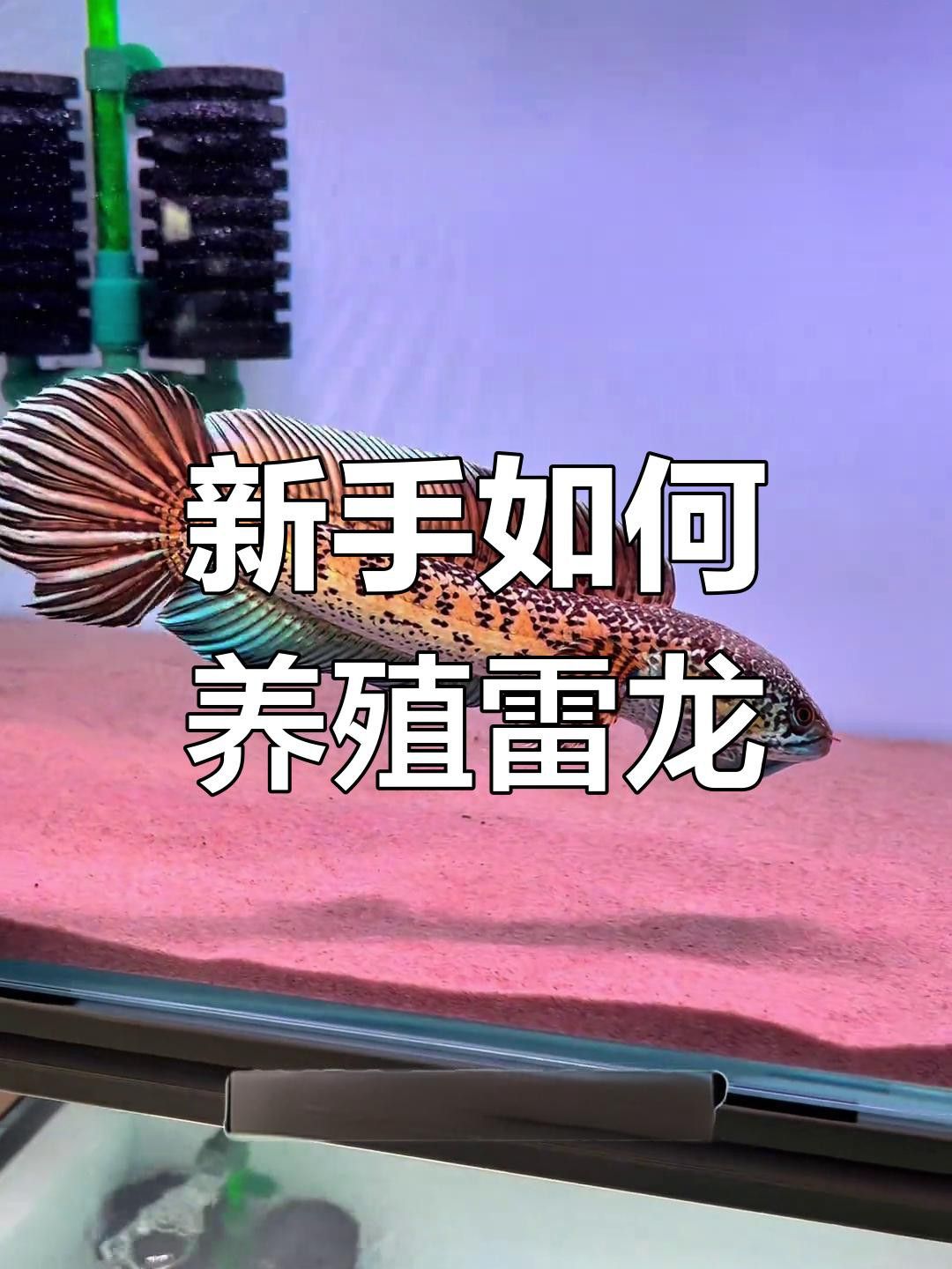 如何選擇健康的雷龍魚苗