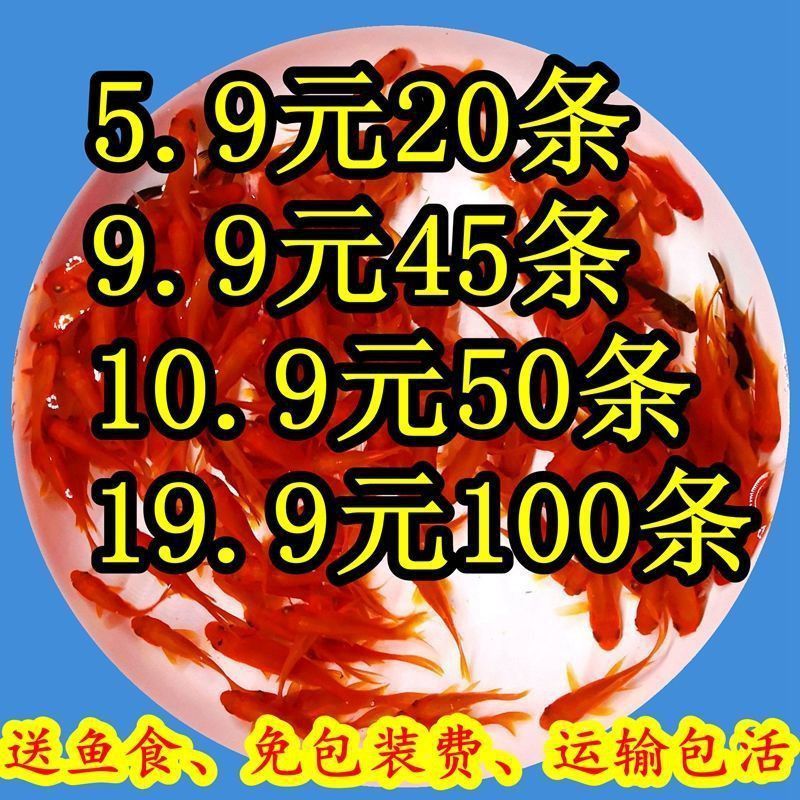 紅龍魚可以喂活餌嗎？