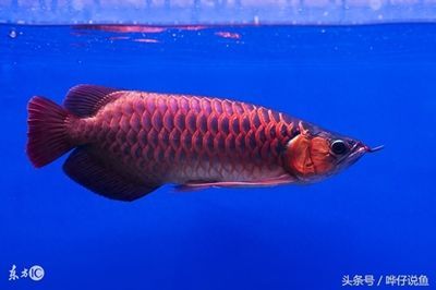 龍魚的來(lái)歷（龍魚是一種大型淡水熱帶魚，其起源可以追溯到遠(yuǎn)古時(shí)期）