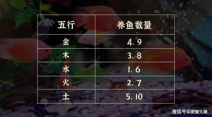 魚缸養(yǎng)魚為啥養(yǎng)單不養(yǎng)雙（風(fēng)水學(xué)中養(yǎng)魚的最佳數(shù)量）