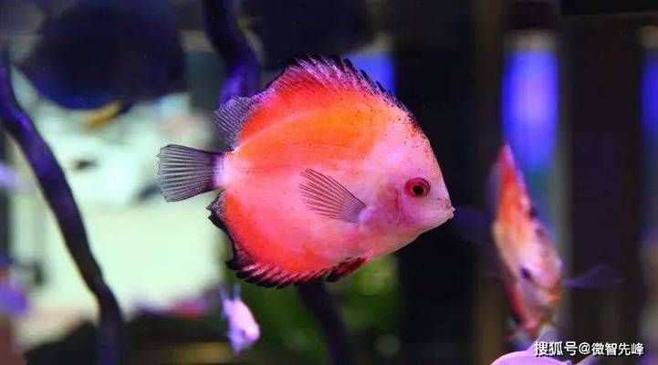 魚缸養(yǎng)魚為啥養(yǎng)單不養(yǎng)雙（風(fēng)水學(xué)中養(yǎng)魚的最佳數(shù)量）