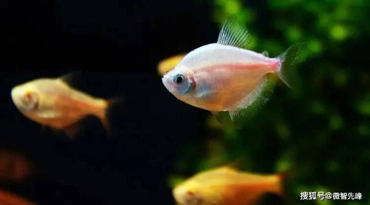 魚缸養(yǎng)魚為啥養(yǎng)單不養(yǎng)雙（風(fēng)水學(xué)中養(yǎng)魚的最佳數(shù)量）