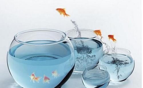 魚缸養(yǎng)魚為啥養(yǎng)單不養(yǎng)雙（風(fēng)水學(xué)中養(yǎng)魚的最佳數(shù)量）