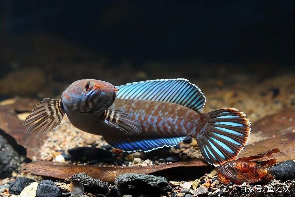 雷龍魚繁殖的最佳溫度是多少？