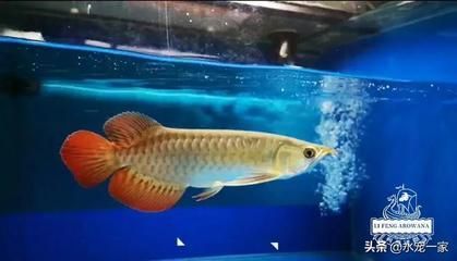 為什么都喜歡養龍魚：為什么大家都喜歡養龍魚？