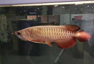 龍魚燈光要求多少色溫：關于龍魚燈光的色溫選擇