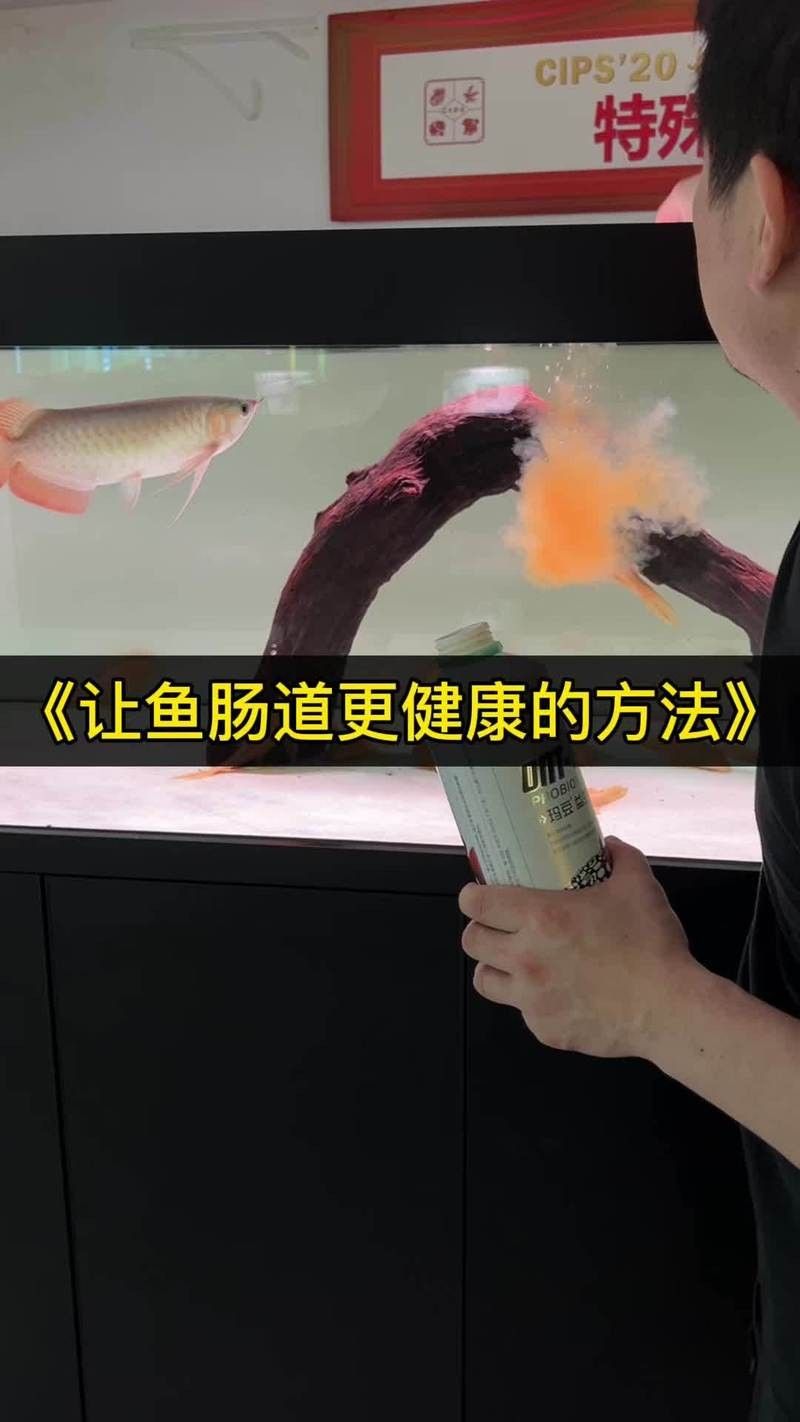 龍魚吐綠色絮狀物怎么回事
