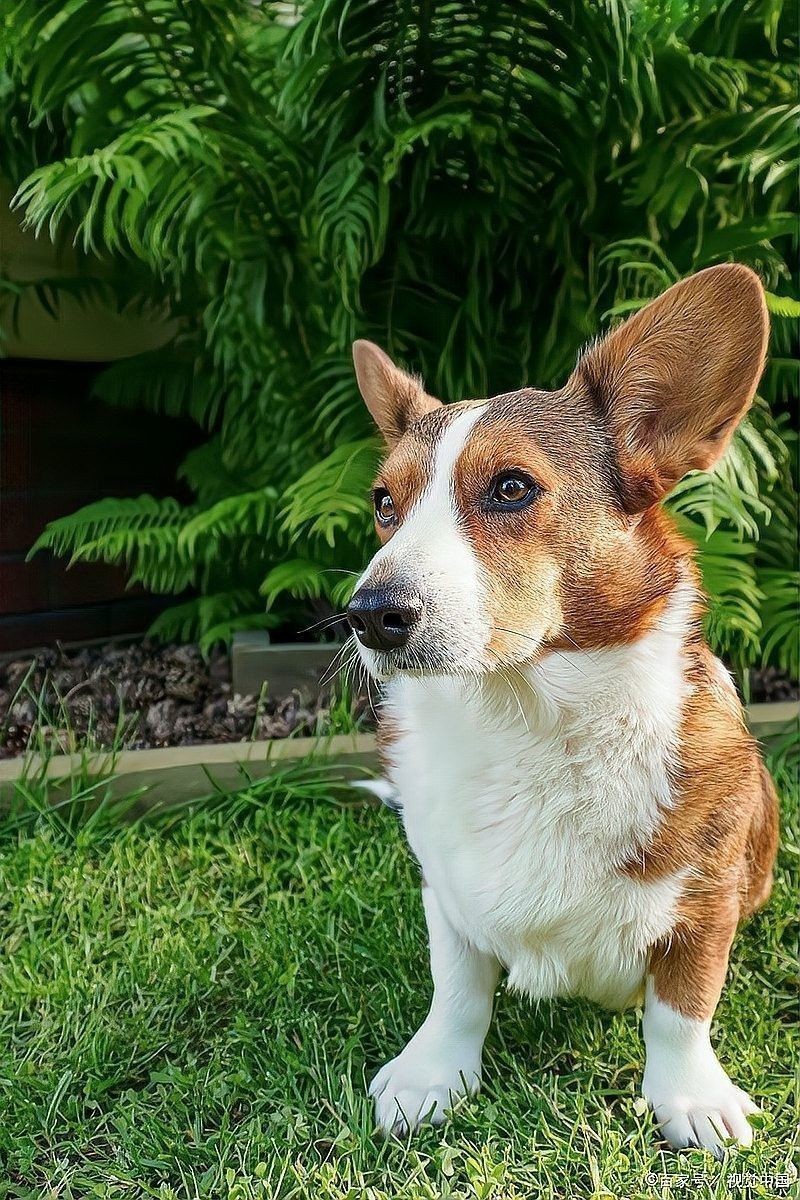 龍魚吐綠色絮狀物怎么回事