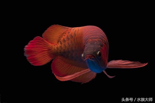 龍魚缸水ph值多少正常（龍魚缸ph值在6.5至7.5之間被認為是正常的）