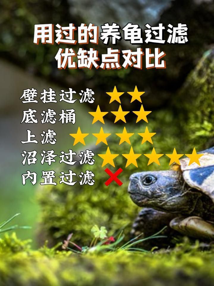 哪種材質的龍龜最適合魚缸？