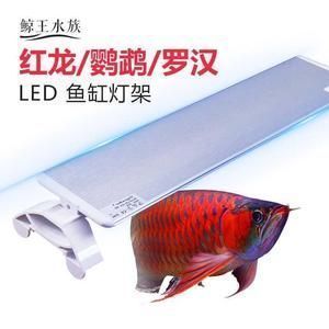如何監(jiān)測龍魚水質(zhì)變化：如何監(jiān)測龍魚水質(zhì)的變化