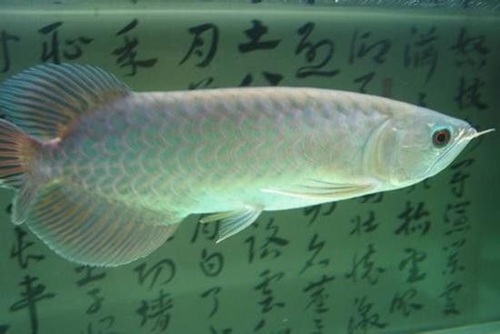 青龍魚的圖片大全