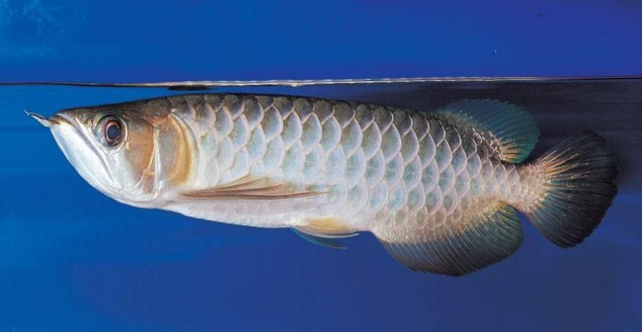 青龍魚的圖片大全