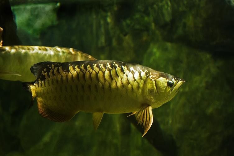 青龍魚的圖片大全