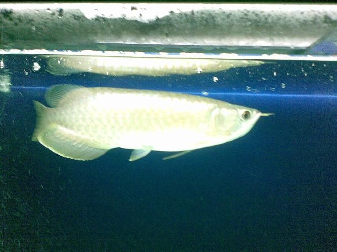 青龍魚的圖片大全