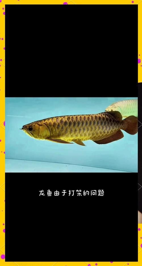 青龍魚的圖片大全